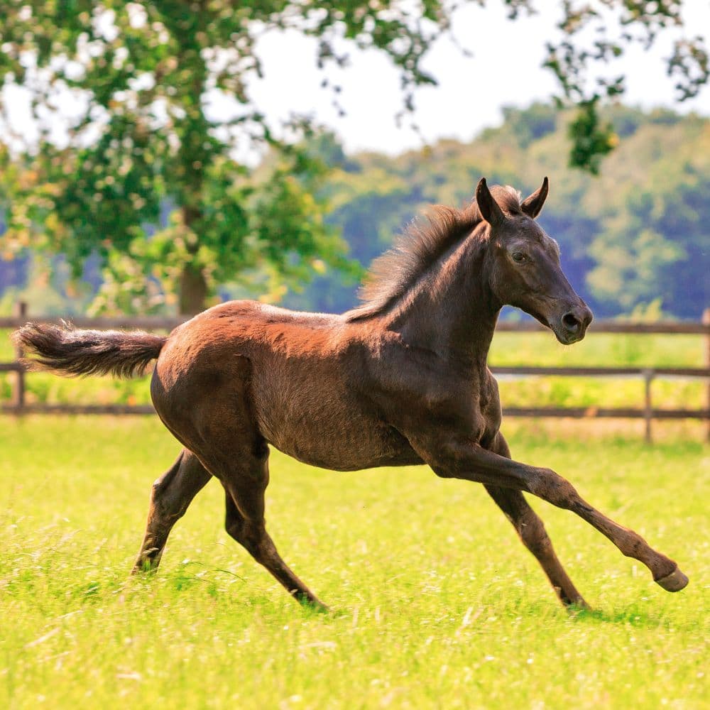 Magic Horses 2027 Wall Calendar Tenth Alternate Image