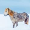 image Magic Horses 2027 Wall Calendar Second Alternate Image