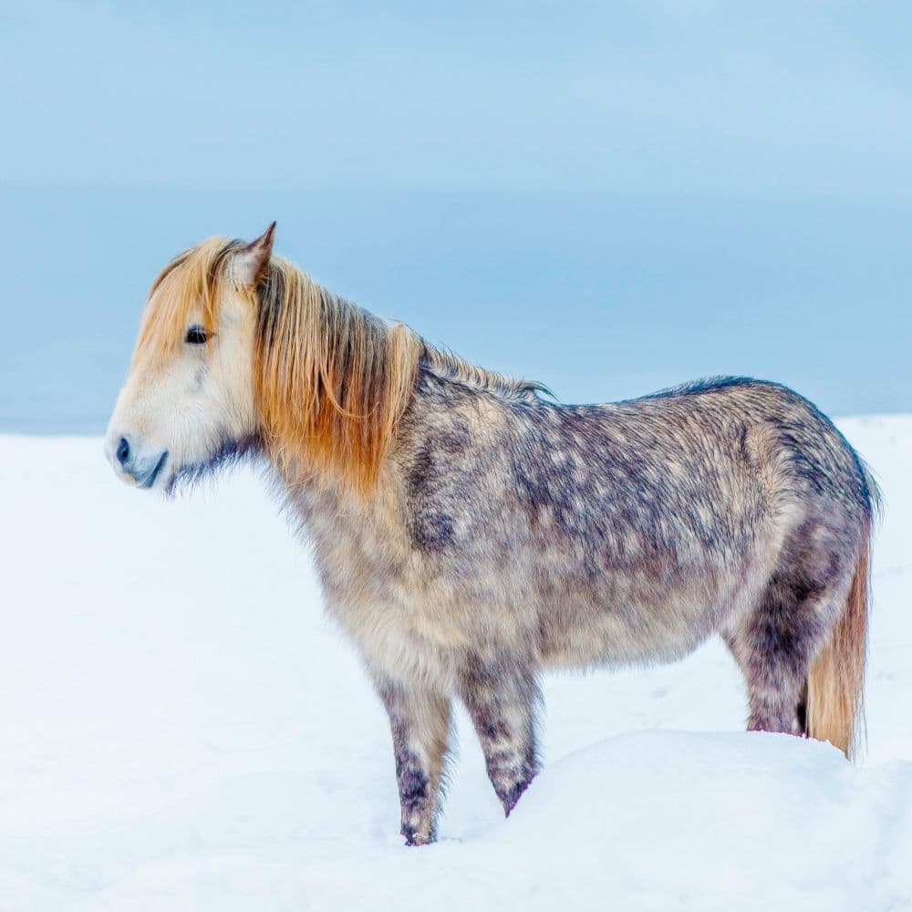 Magic Horses 2027 Wall Calendar Second Alternate Image