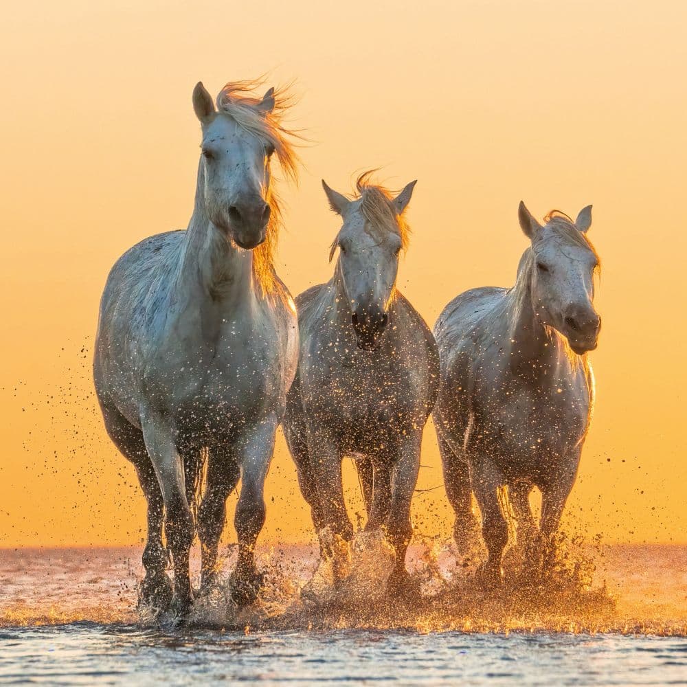 Magic Horses 2027 Wall Calendar Fourth Alternate Image