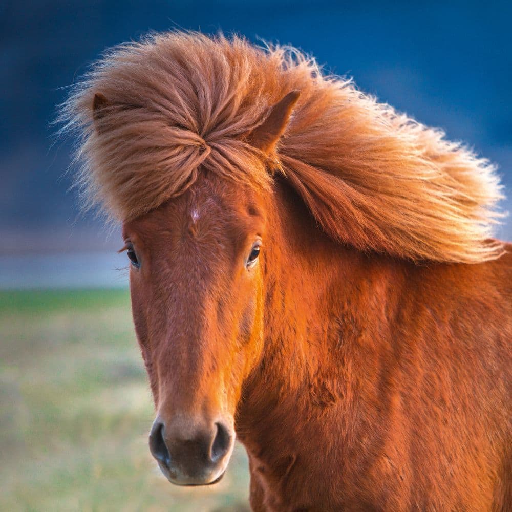 Magic Horses 2027 Wall Calendar Sixth Alternate Image