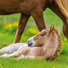 image Magic Horses 2027 Wall Calendar Eighth Alternate Image