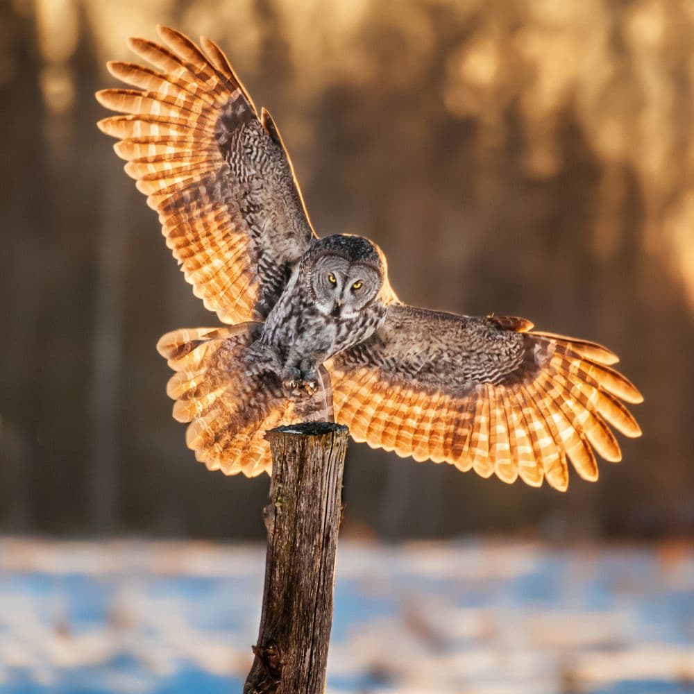 Magic Owls 2027 Wall Calendar Second Alternate Image