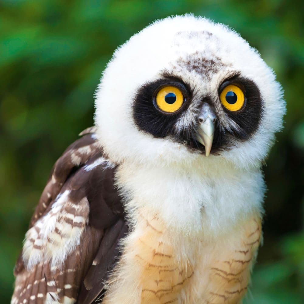 Magic Owls 2027 Wall Calendar Fourth Alternate Image