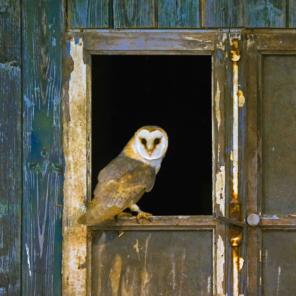 Magic Owls 2027 Wall Calendar Sixth Alternate Image