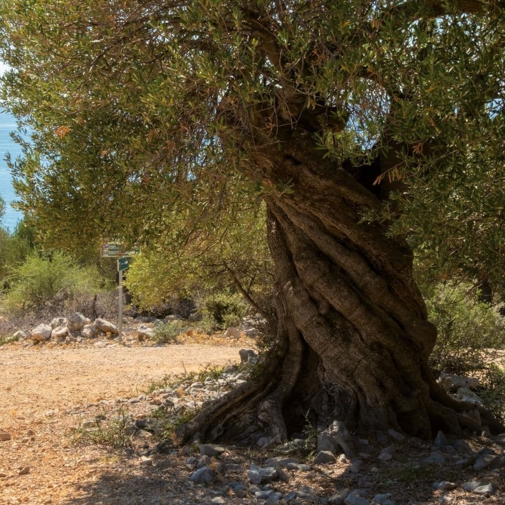 Trees 2027 Wall Calendar Tenth Alternate Image