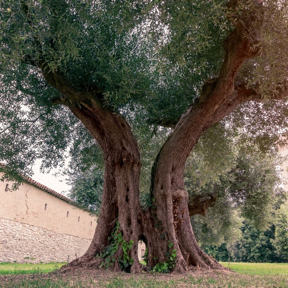 Trees 2027 Wall Calendar Fourth Alternate Image