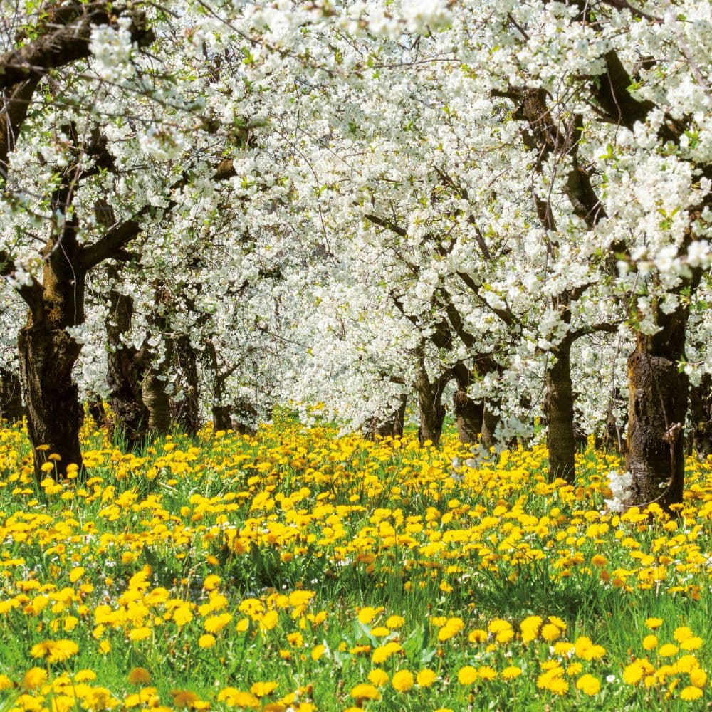 Trees 2027 Wall Calendar Sixth Alternate Image