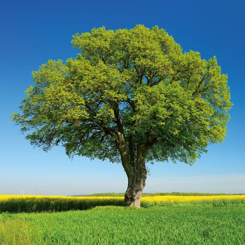 Trees 2027 Wall Calendar Eighth Alternate Image