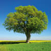 image Trees 2027 Wall Calendar Eighth Alternate Image