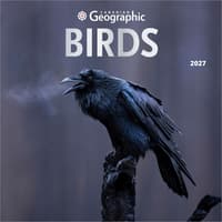 image Birds 2027 Wall Calendar Main Product Image
