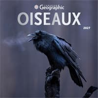 image Canadian Geographic Oiseaux 2027 Wall Calendar Main Product Image