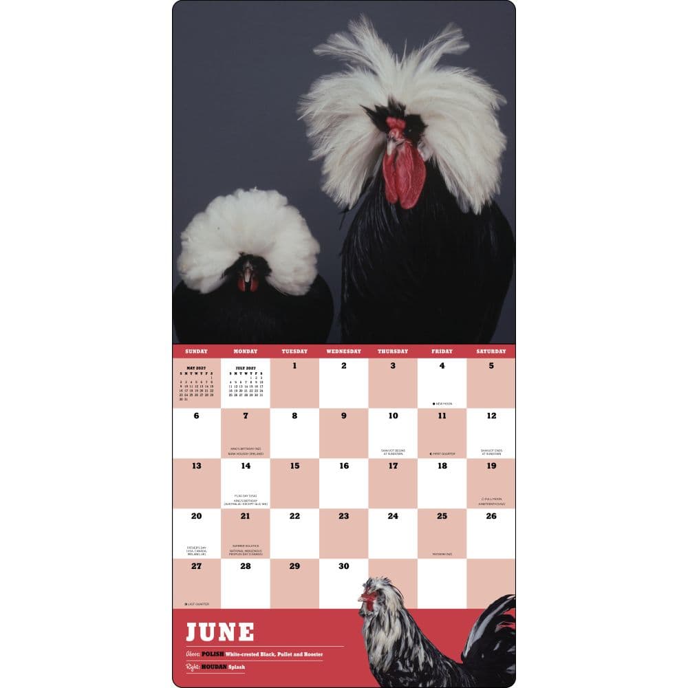 Extraordinary Chickens 2027 Wall Calendar First Alternate Image