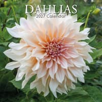 image Dahlias 2027 Wall Calendar Main Product Image