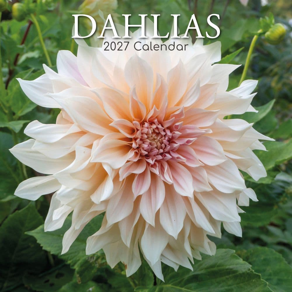 image Dahlias 2027 Wall Calendar Main Product Image