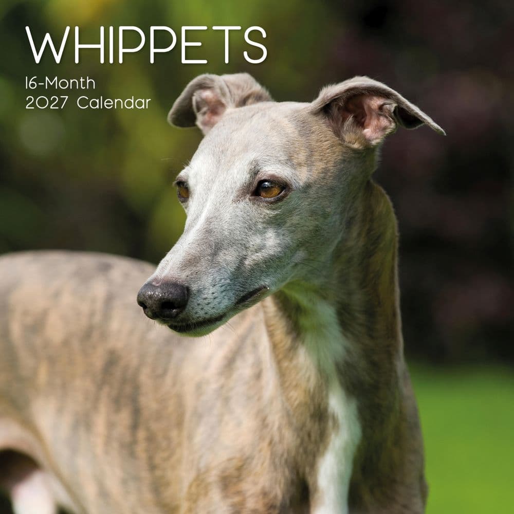 Whippets 2027 Wall Calendar Main Product Image