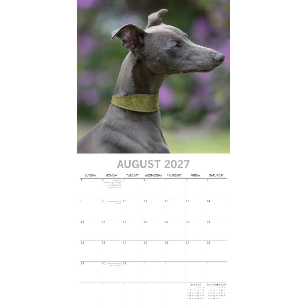 Whippets 2027 Wall Calendar Second Alternate Image