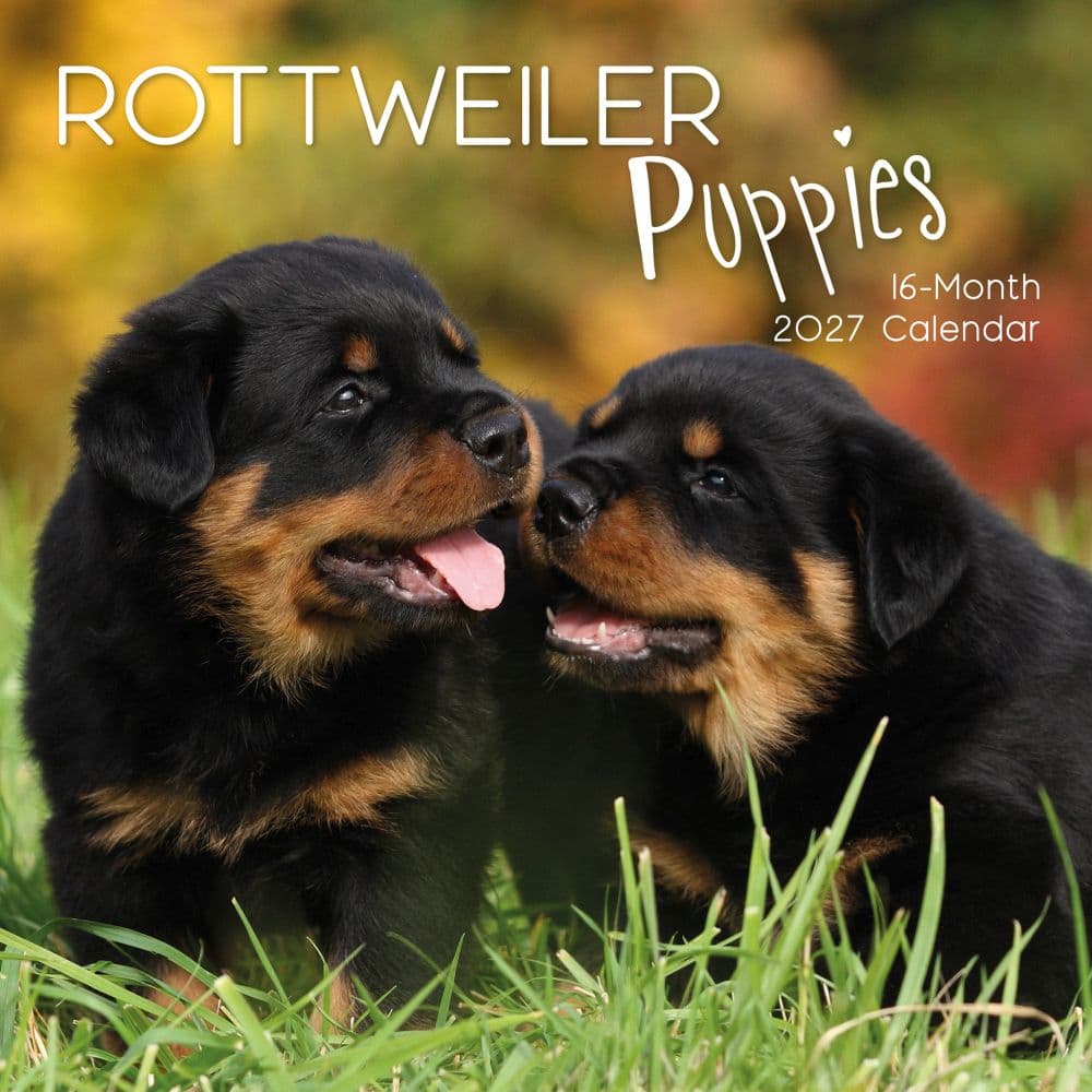 Rottweiler Puppies 2027 Wall Calendar Main Product Image