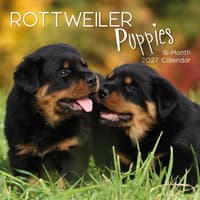 image Rottweiler Puppies 2027 Wall Calendar Main Product Image