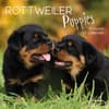 image Rottweiler Puppies 2027 Wall Calendar Main Product Image
