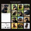 image Rottweiler Puppies 2027 Wall Calendar First Alternate Image
