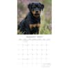 image Rottweiler Puppies 2027 Wall Calendar Second Alternate Image