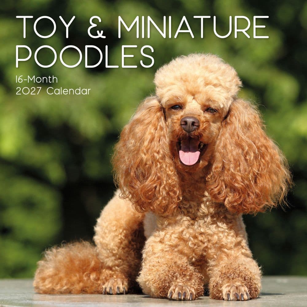 Toy Poodles 2027 Wall Calendar Main Product Image