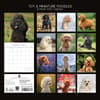 image Toy Poodles 2027 Wall Calendar First Alternate Image