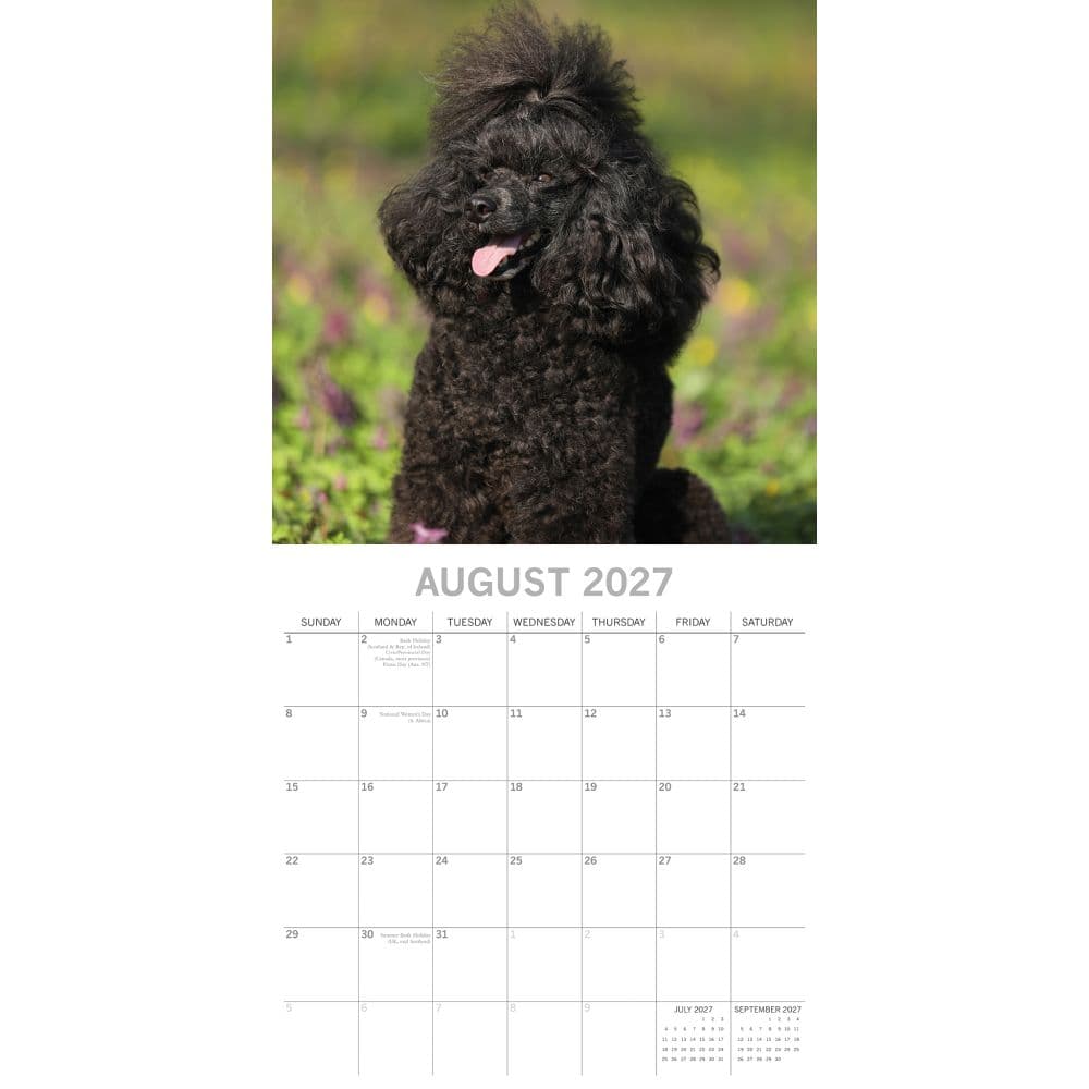 Toy Poodles 2027 Wall Calendar Second Alternate Image