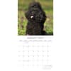 image Toy Poodles 2027 Wall Calendar Second Alternate Image