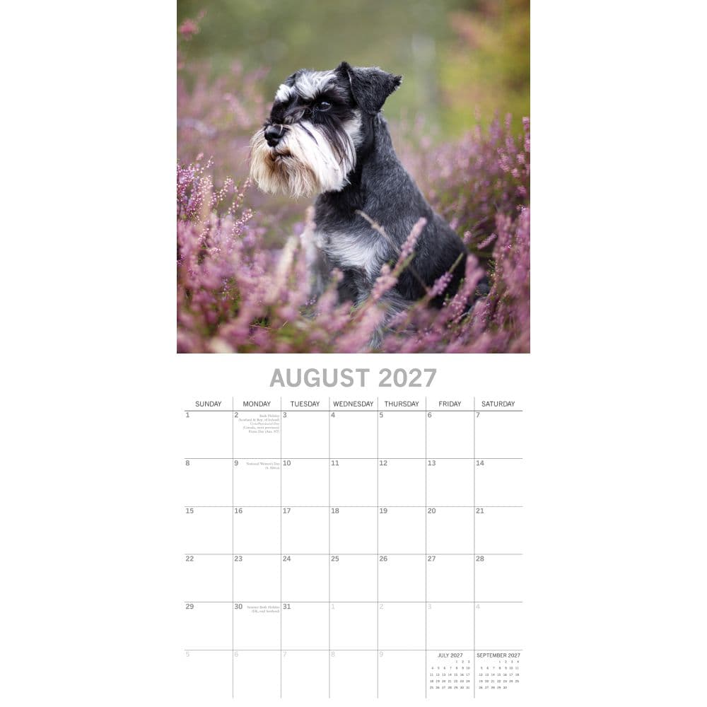 Miniature Schnauzers 2027 Wall Calendar Second Alternate Image