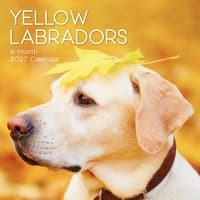 image Yellow Labs 2027 Wall Calendar Main Product Image