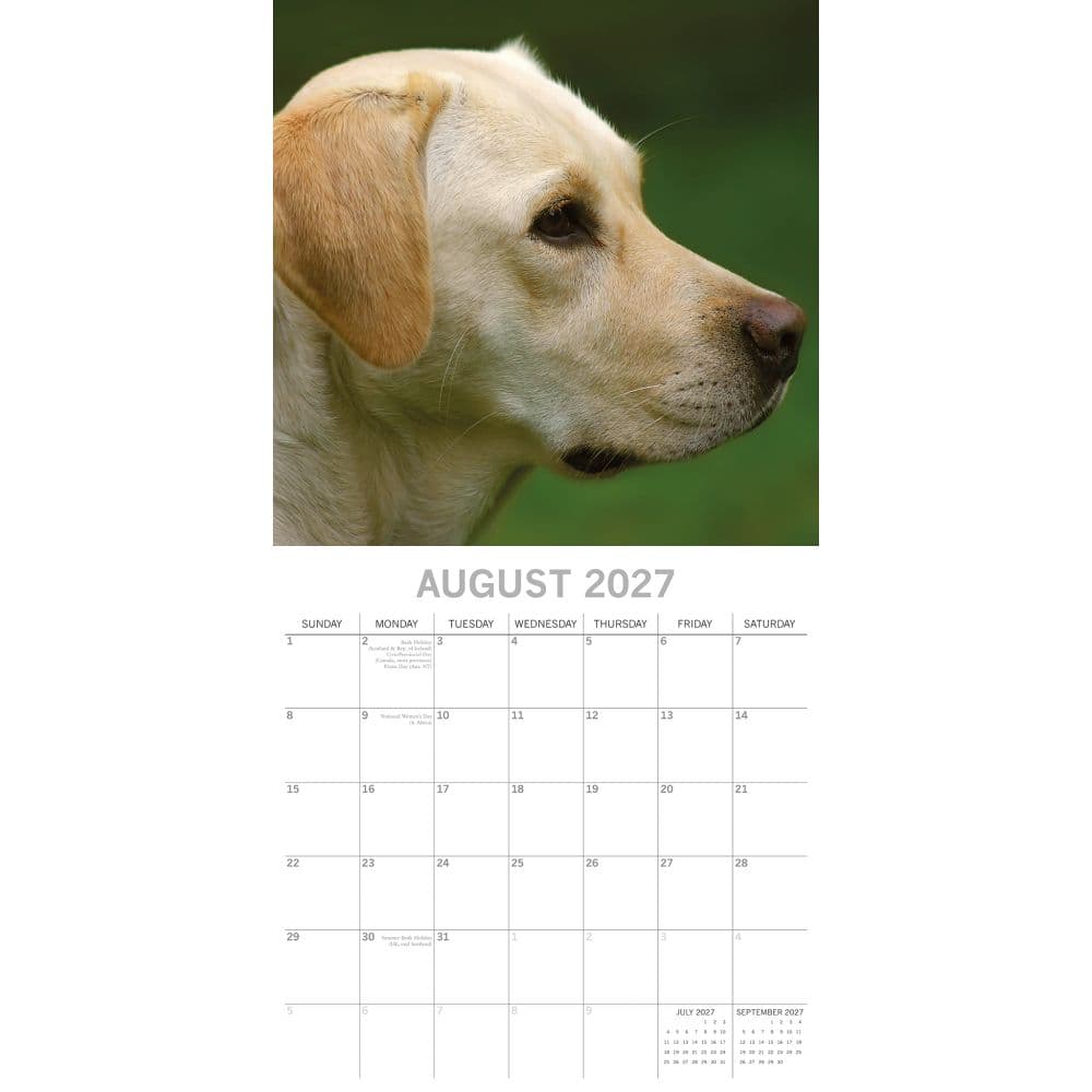 Yellow Labs 2027 Wall Calendar Second Alternate Image
