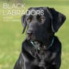 image Black Labs 2027 Wall Calendar Main Product Image