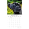 image Black Labs 2027 Wall Calendar Second Alternate Image