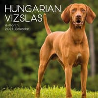 image Hungarian Vizslas 2027 Wall Calendar Main Product Image