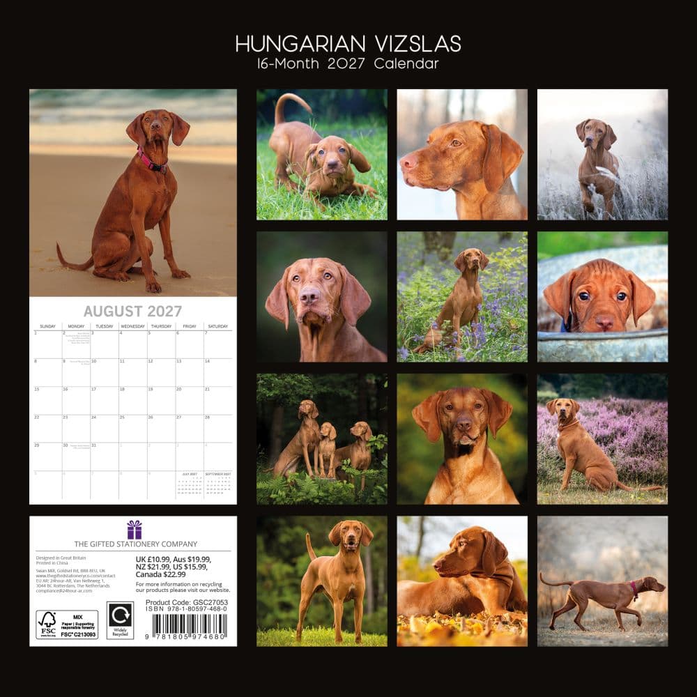 Hungarian Vizslas 2027 Wall Calendar First Alternate Image