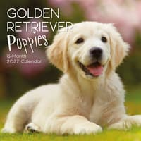 image Golden Retriever Puppies 2027 Wall Calendar Main Product Image
