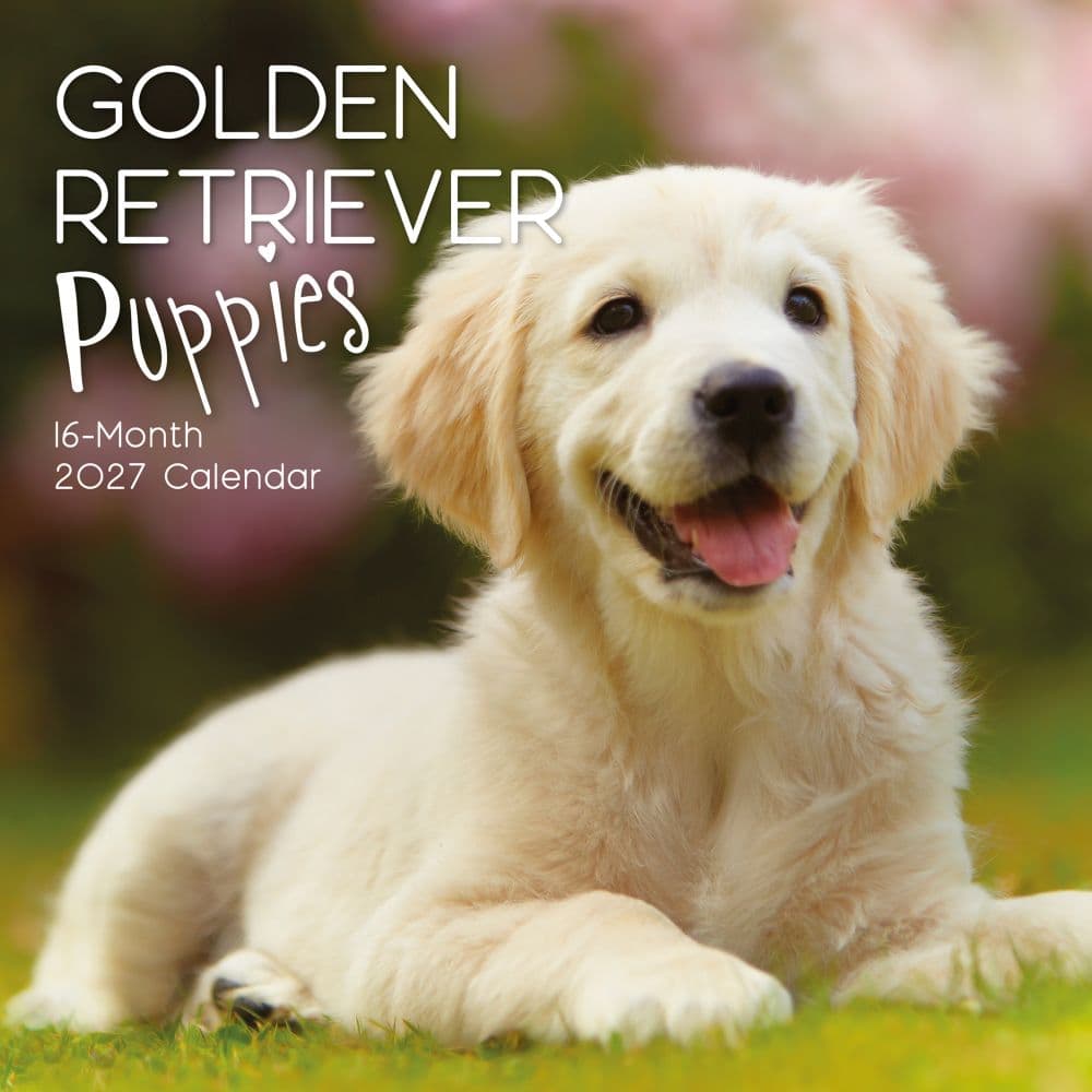 image Golden Retriever Puppies 2027 Wall Calendar Main Product Image