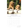 image Golden Retriever Puppies 2027 Wall Calendar Second Alternate Image