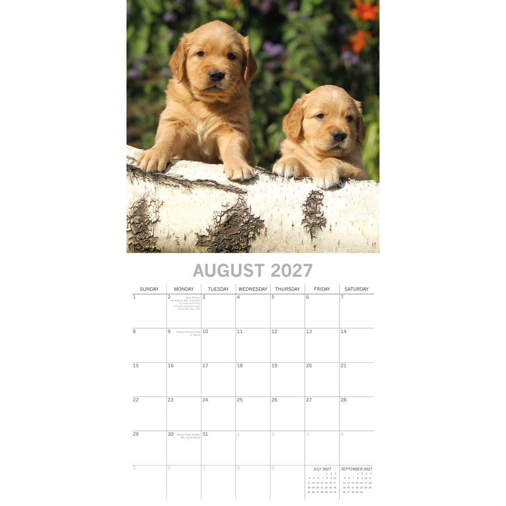 Golden Retriever Puppies 2027 Wall Calendar Second Alternate Image