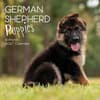 image German Shepherd Puppies 2027 Wall Calendar Main Product Image