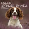 image English Springer Spaniels 2027 Wall Calendar Main Product Image