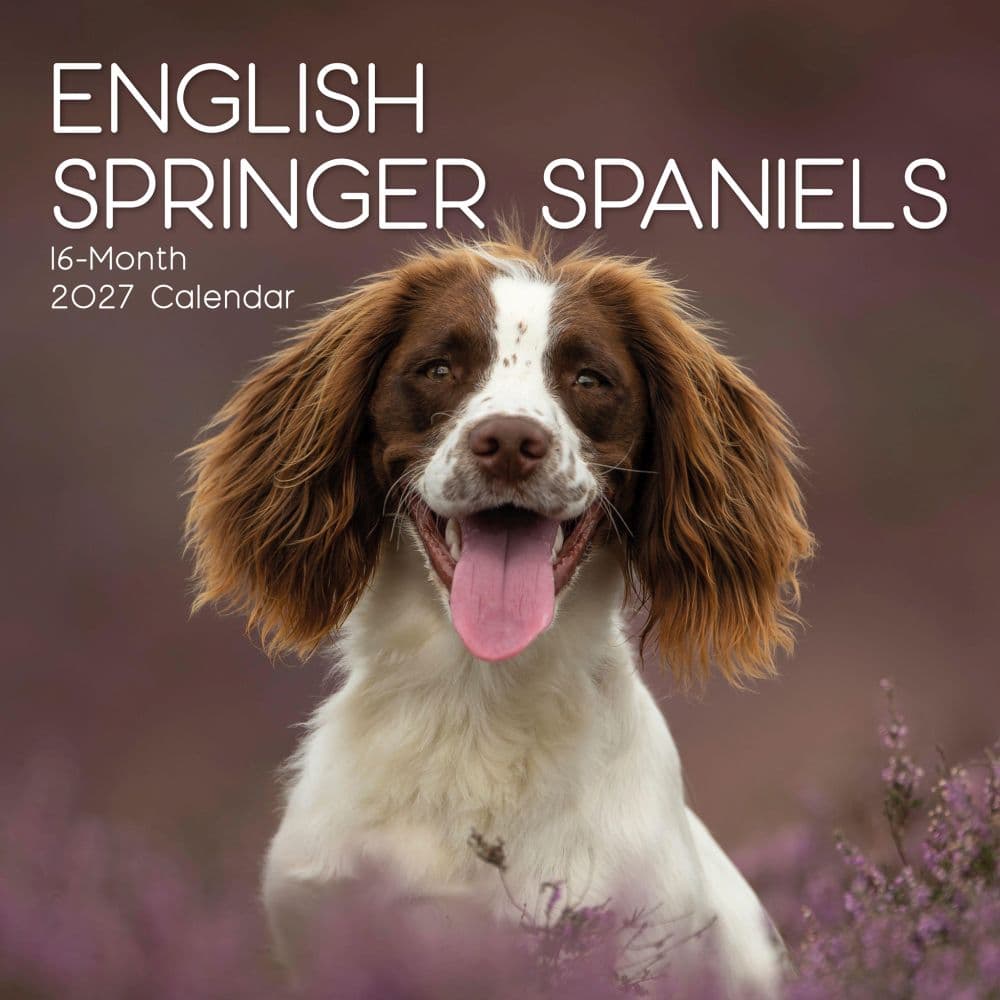 image English Springer Spaniels 2027 Wall Calendar Main Product Image