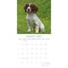 image English Springer Spaniels 2027 Wall Calendar Second Alternate Image