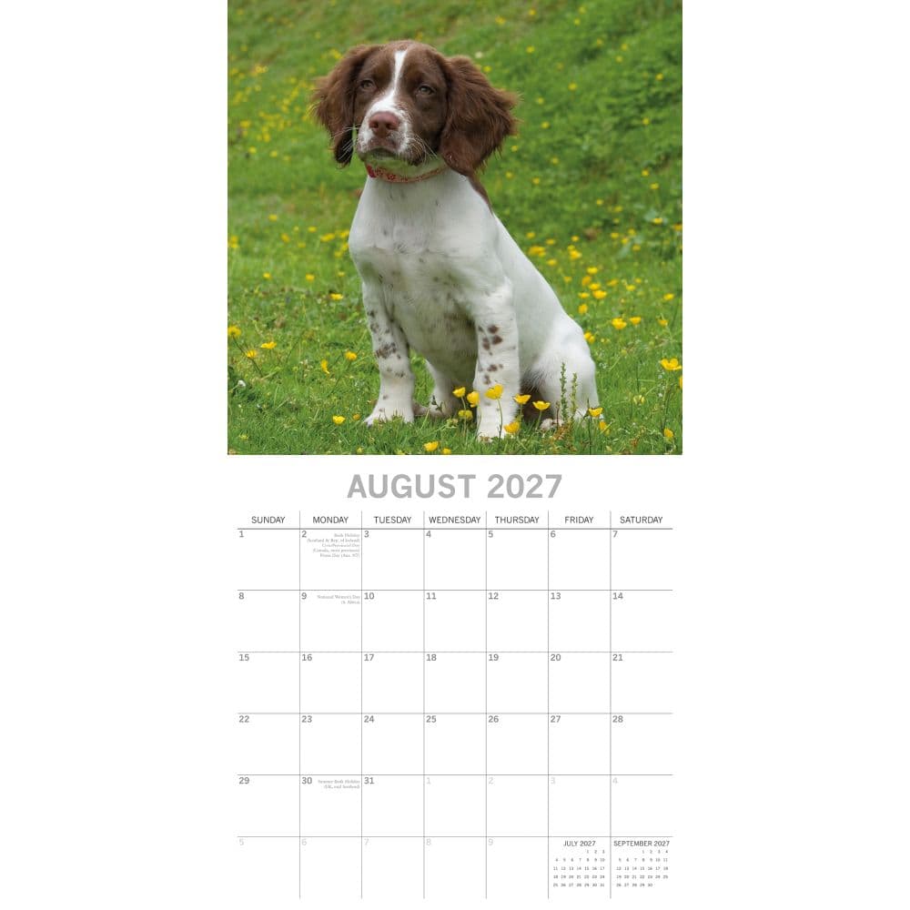 English Springer Spaniels 2027 Wall Calendar Second Alternate Image