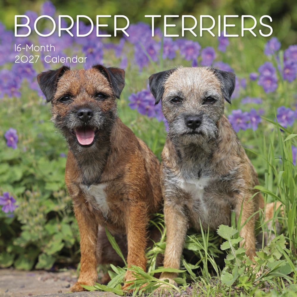 Border Terriers 2027 Wall Calendar Main Product Image