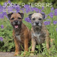 image Border Terriers 2027 Wall Calendar Main Product Image
