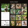 image Border Terriers 2027 Wall Calendar First Alternate Image