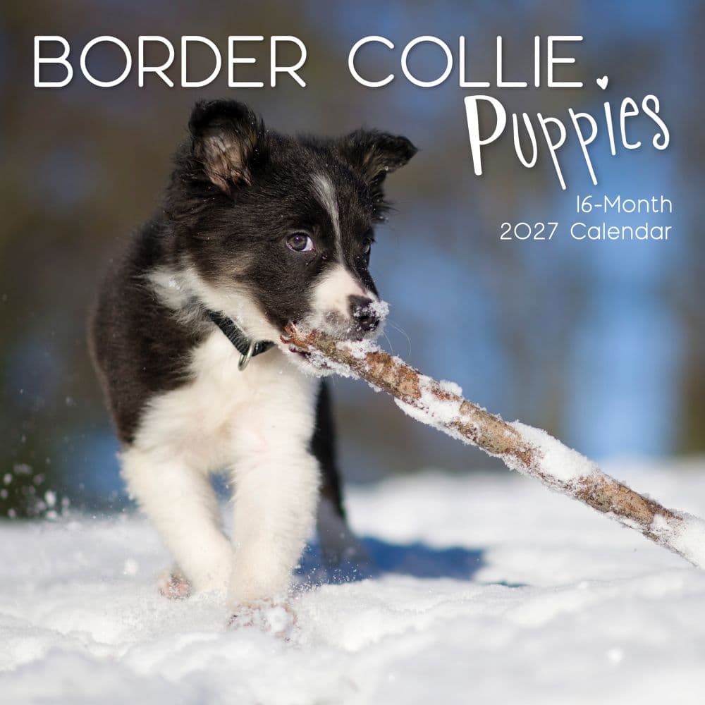 Border Collie Puppies 2027 Wall Calendar Main Product Image